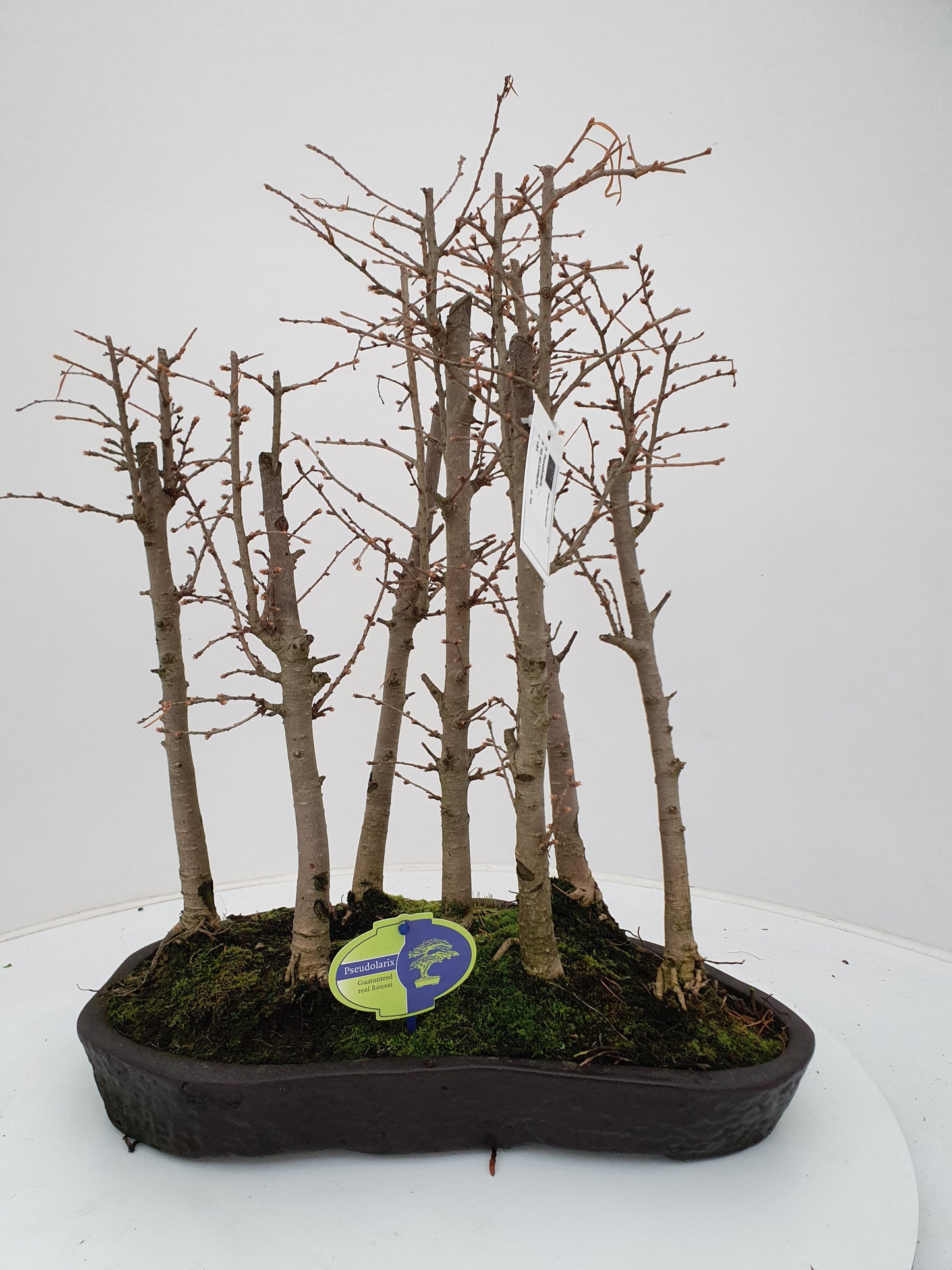 Pseudolarix amabilis 50cm 40cm Pot