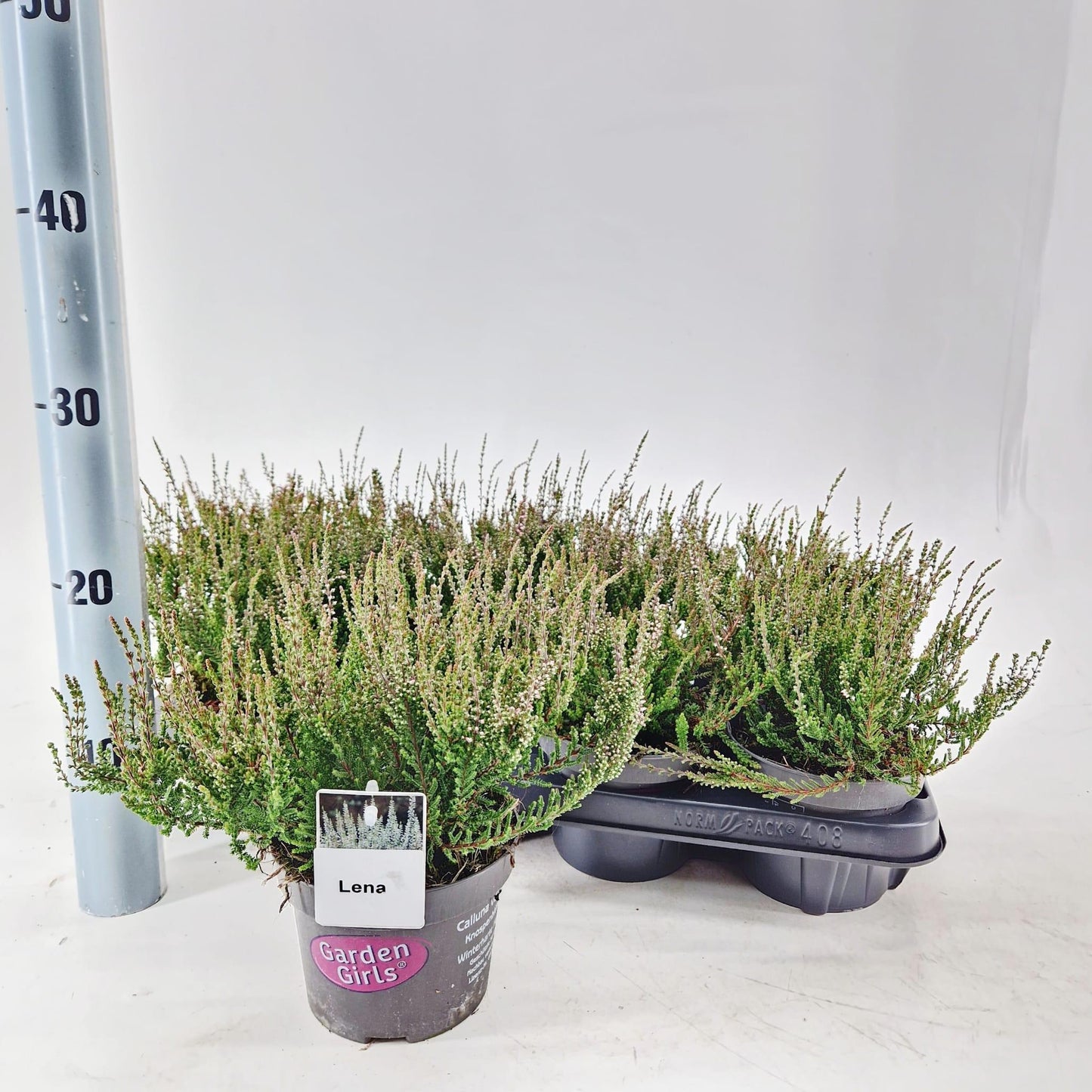 Calluna Garden Girls Lena 15cm 13cm Pot