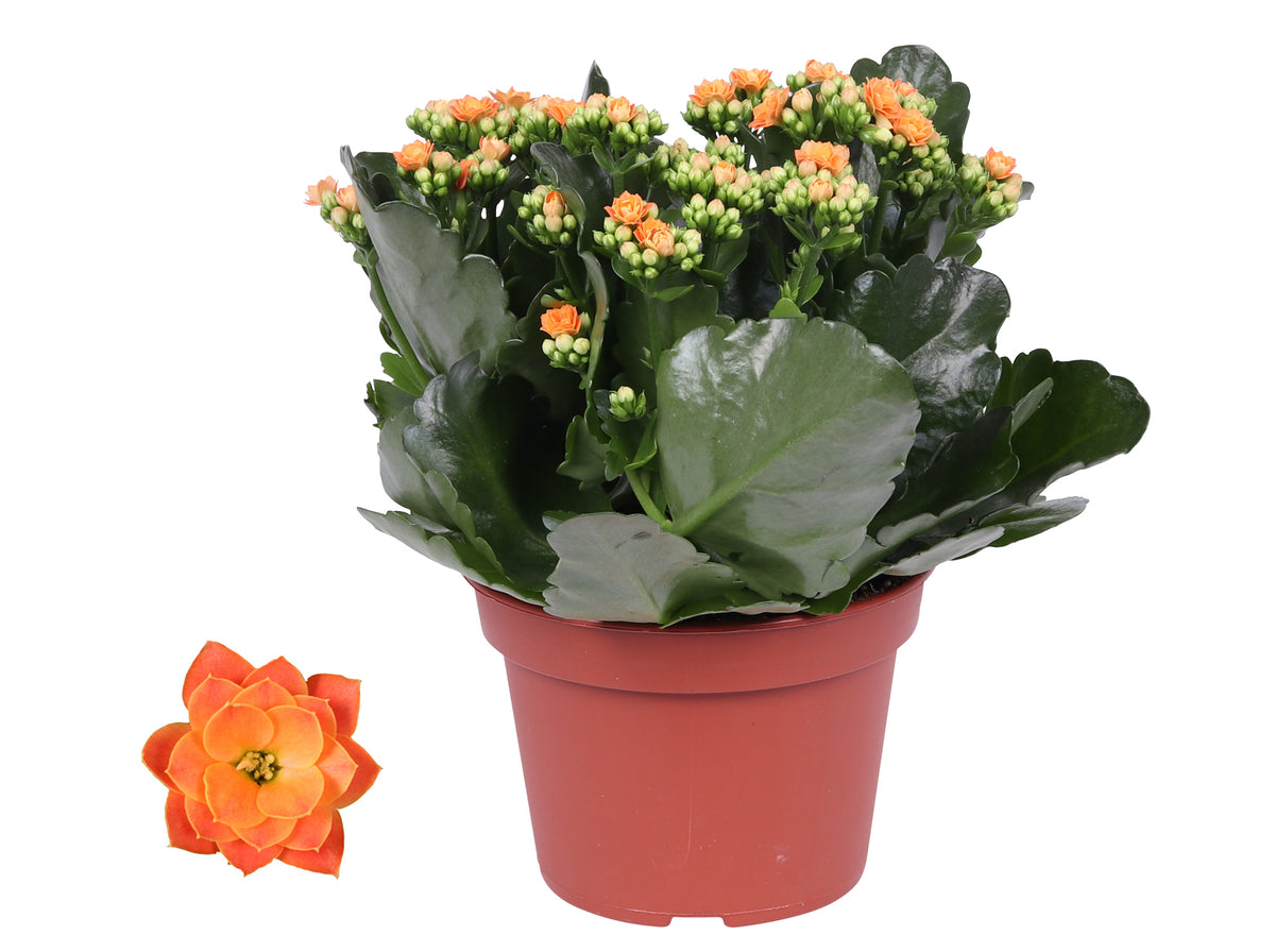Kalanchoe Rosalina Don Pedro 27cm 15cm Pot