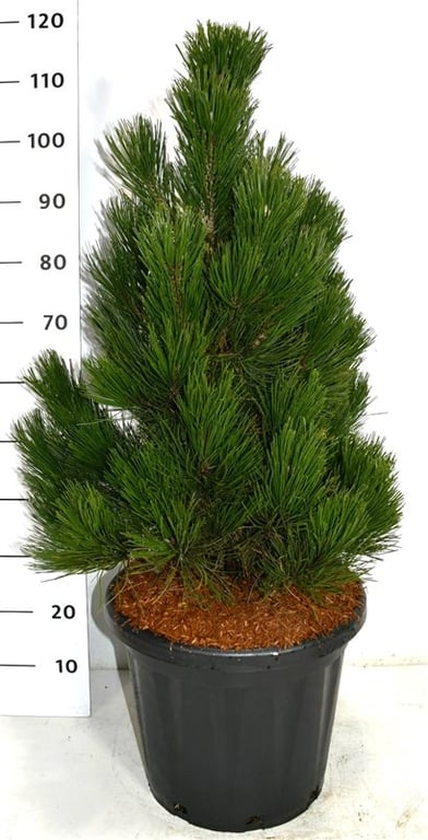 Pinus hybrid 120cm 38cm Pot