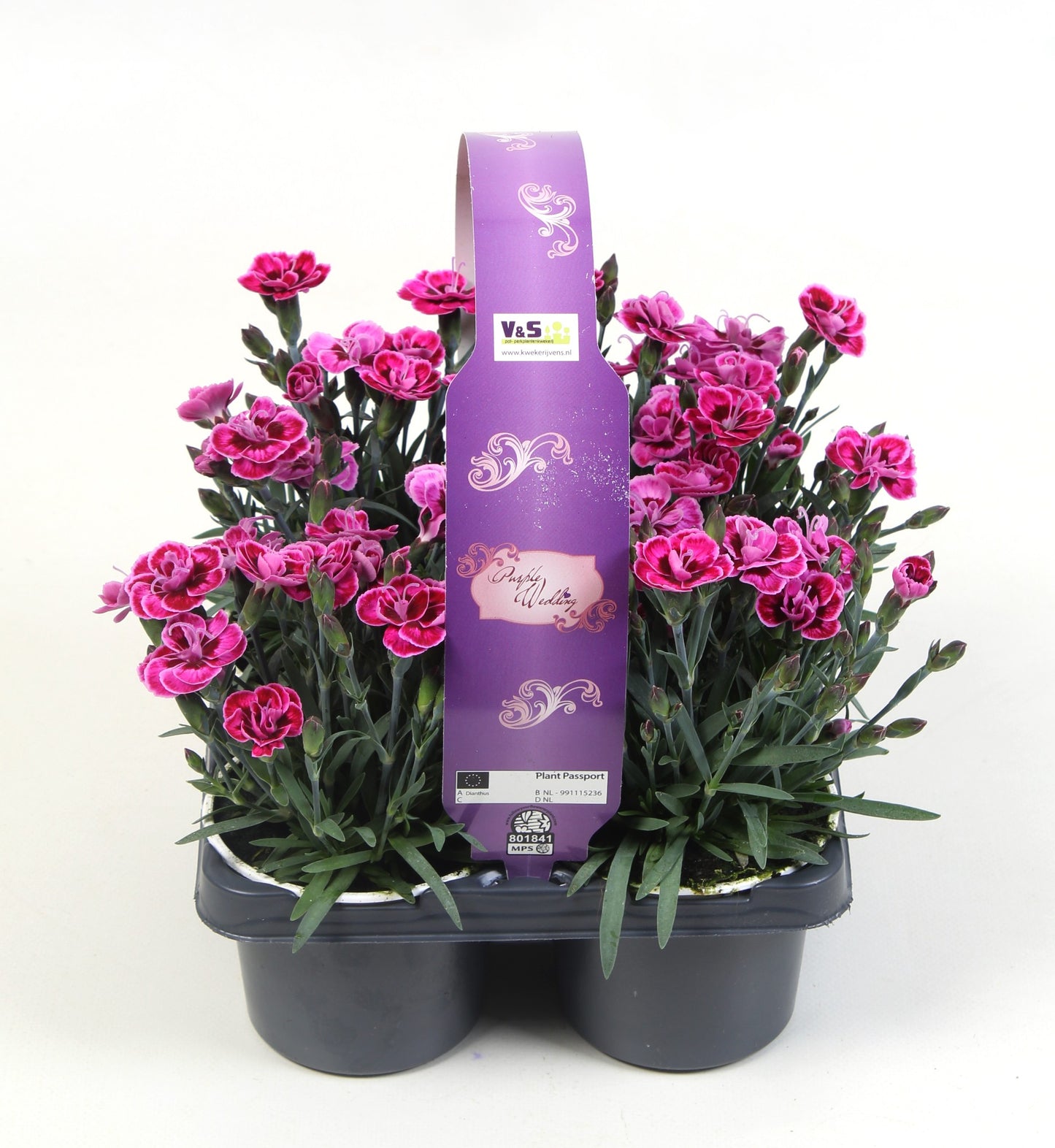 Dianthus Purple Wedding in 4-pack 15cm 9cm Pot