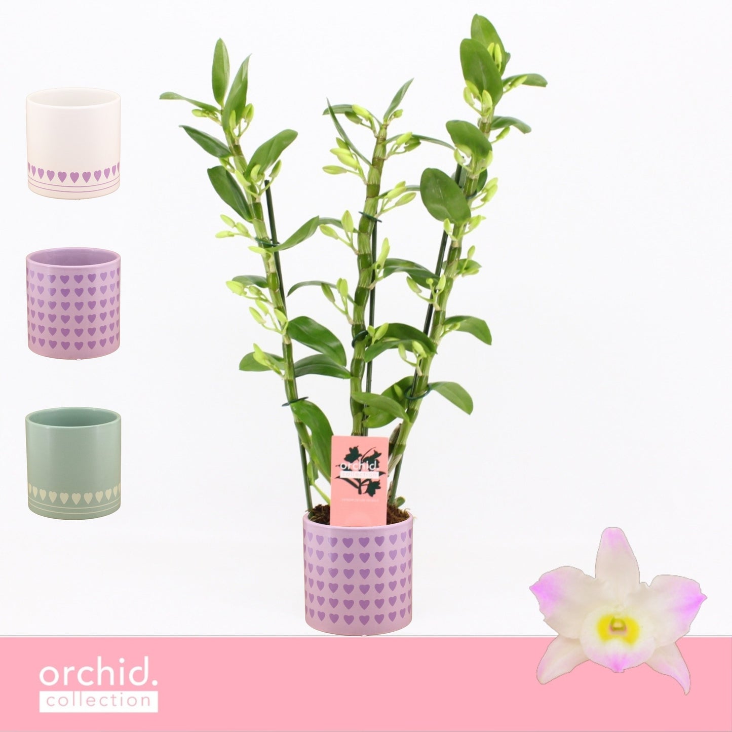 Dendrobium Kumiko 50cm 12cm Pot