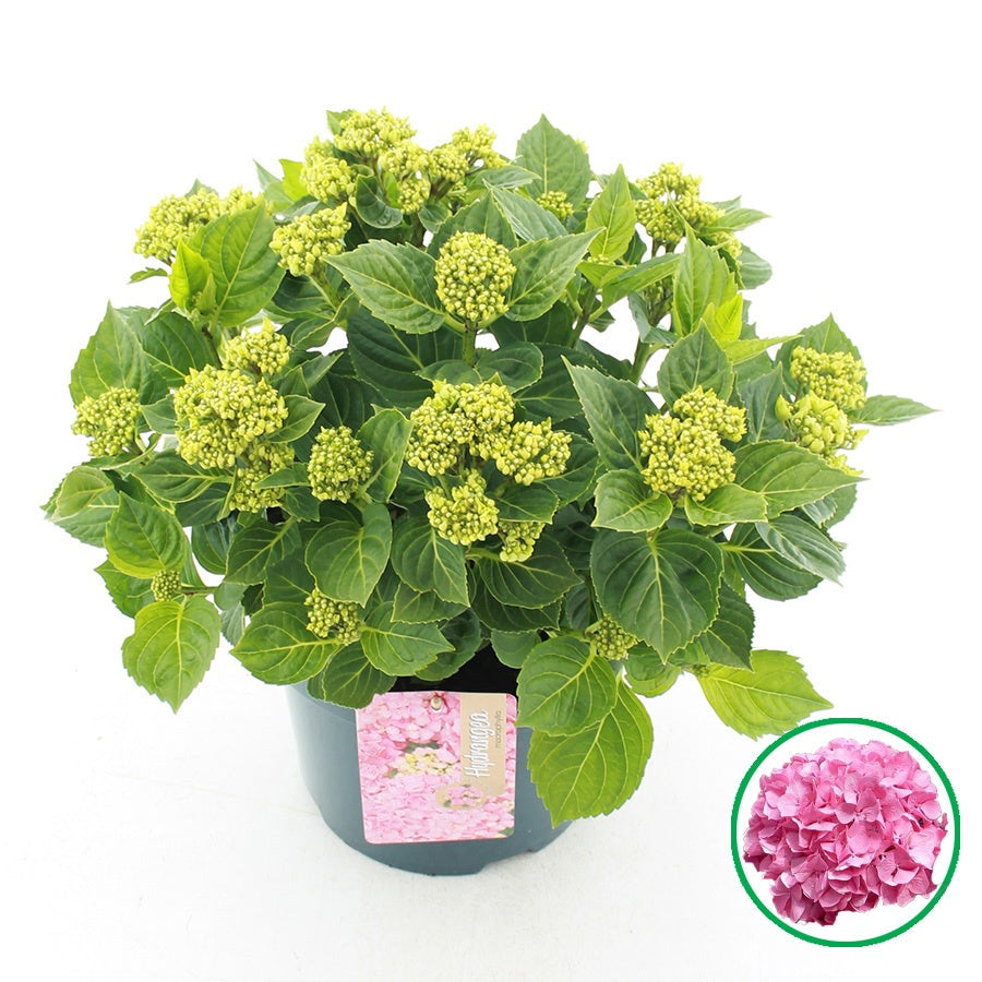 Hydrangea macrophylla 45cm 23cm Pot