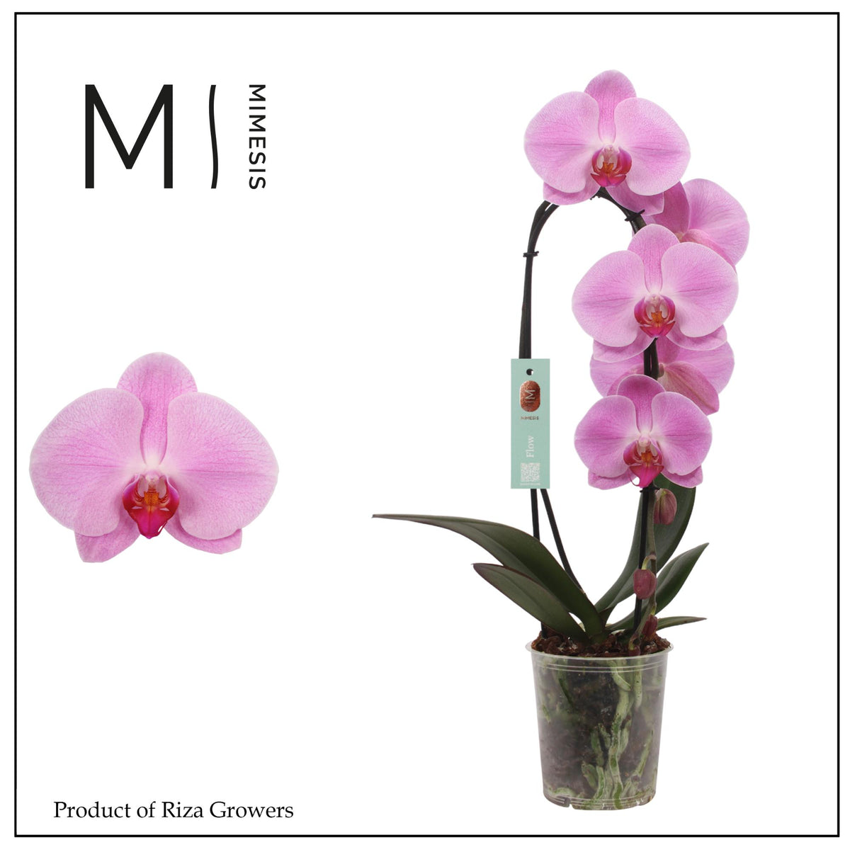 Phalaenopsis Pink Naomi 60cm 12cm Pot