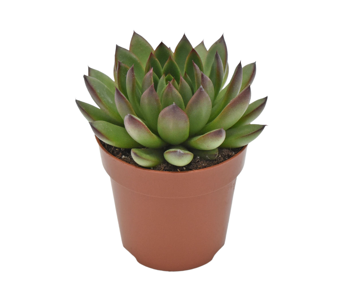 Echeveria agavoides Ami-Fiesta 14cm 8.5cm Pot