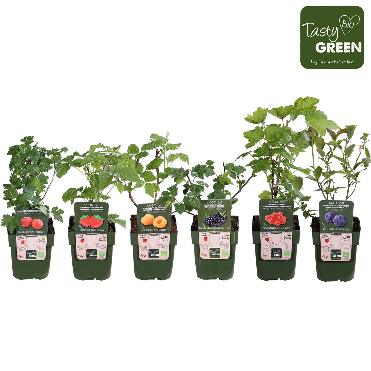 Fruit shrubs mix 30cm 13cm Pot
