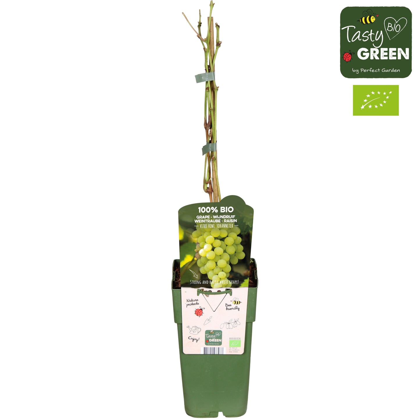 Vitis vinifera (White Grape) 55cm 15cm Pot
