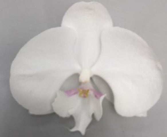 Phalaenopsis white 55cm 12cm Pot