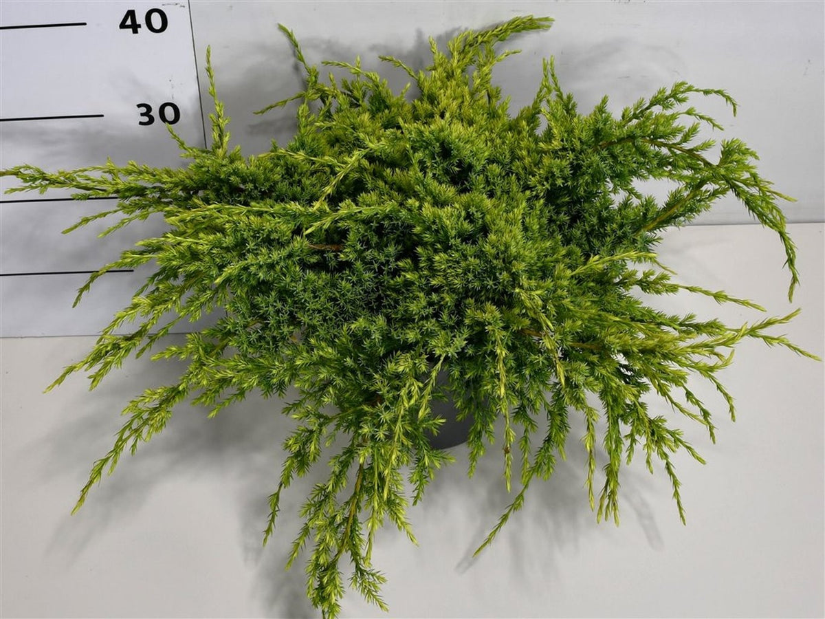 Juniperus Holger 35cm 23cm Pot