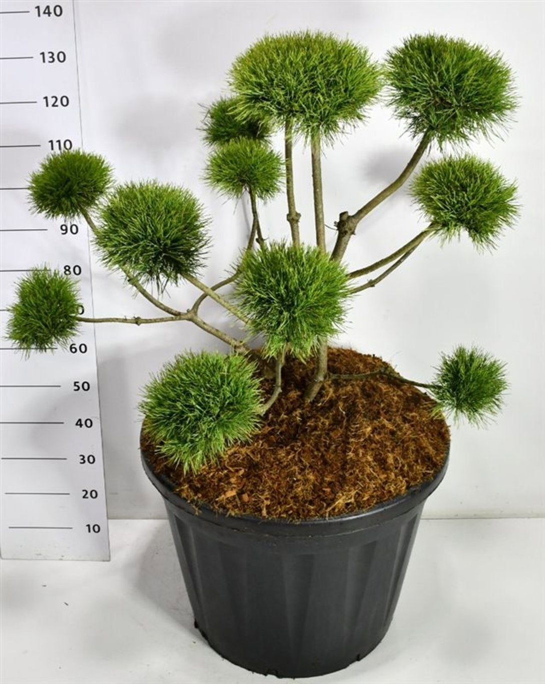 Pinus hybrid 150cm 65cm Pot