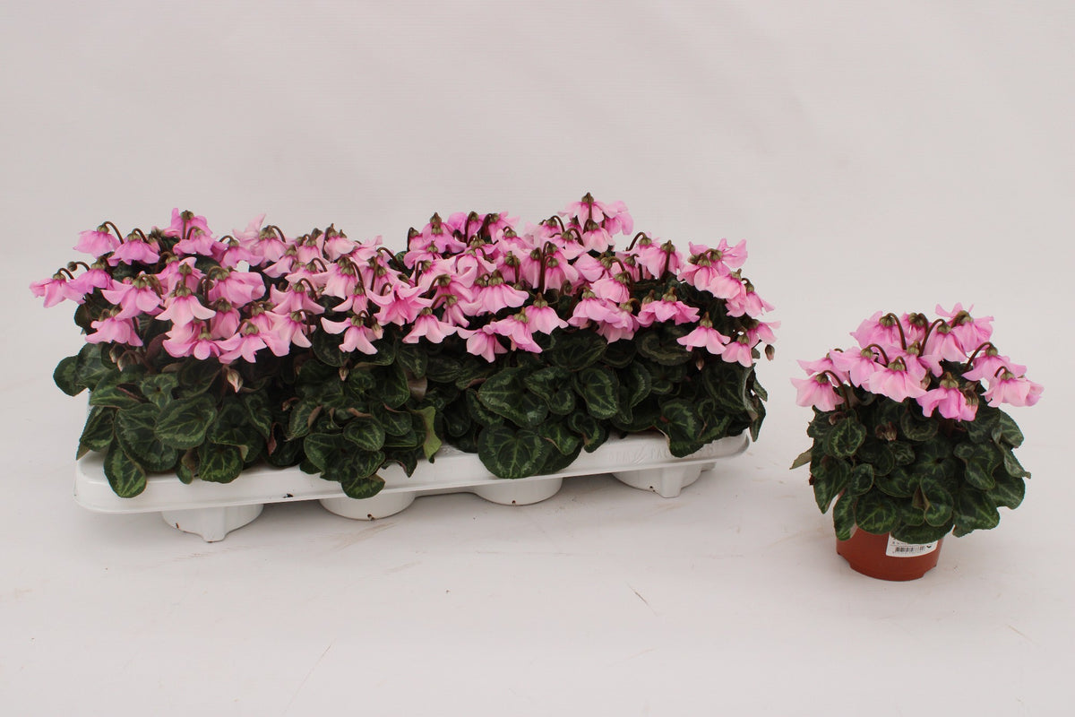 Cyclamen Petticoat soft pink 20cm 10.5cm Pot