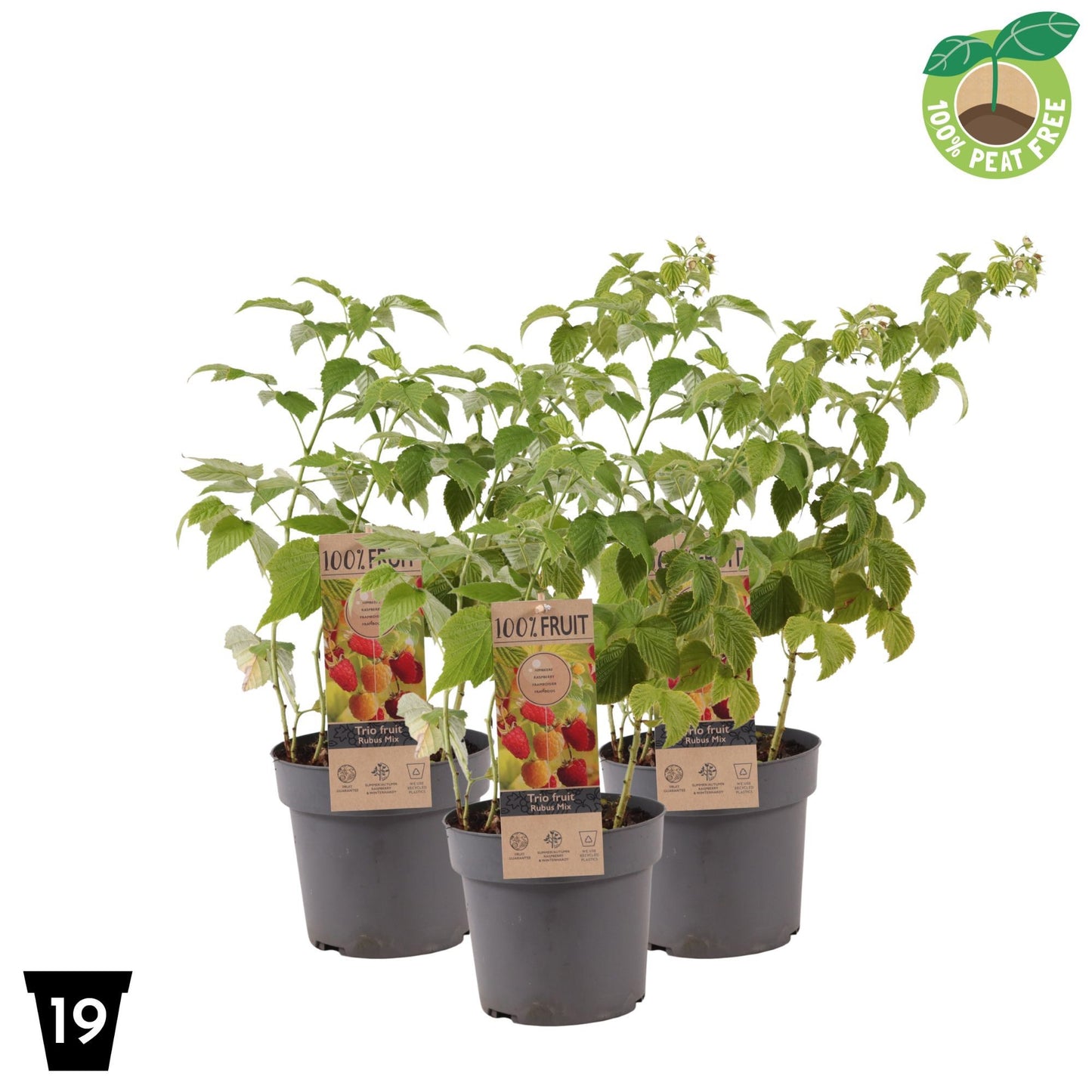 Streng Growers B.V. Rubus idaeus (Raspberry) Pack of 1