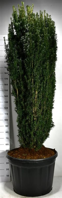 Taxus baccata 260cm 80cm Pot