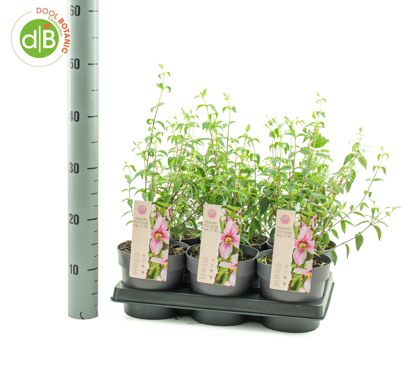 Dool Botanic Philadelphus virginalis Pack of 6