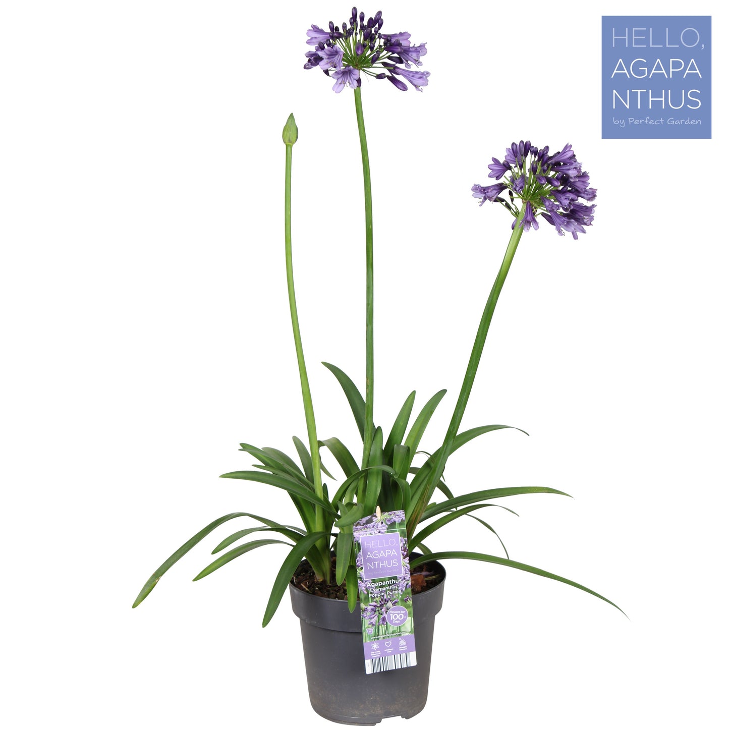 Agapanthus Poppin Purple 100cm 19cm Pot