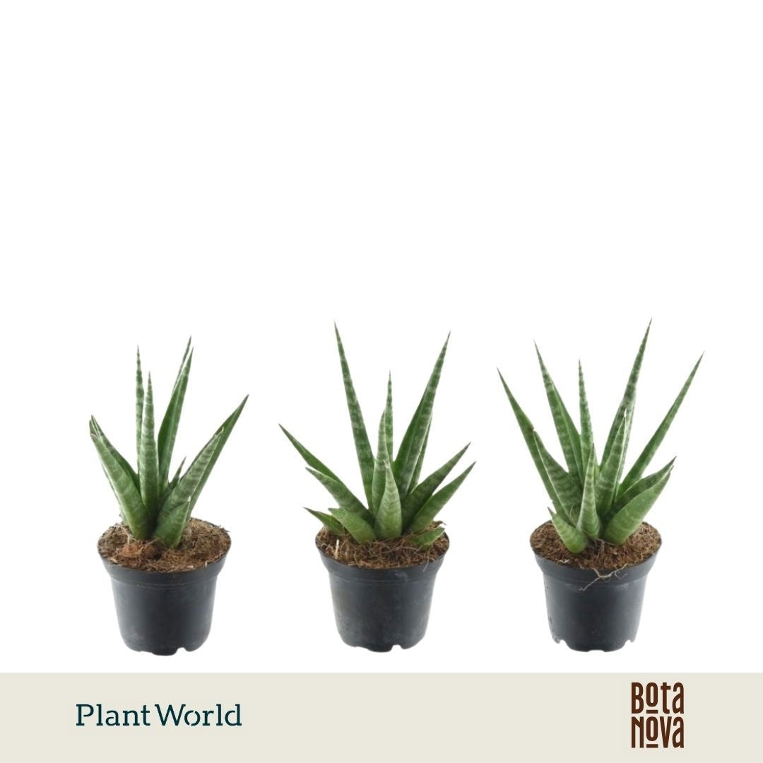Sansevieria francisii 15cm 7cm Pot