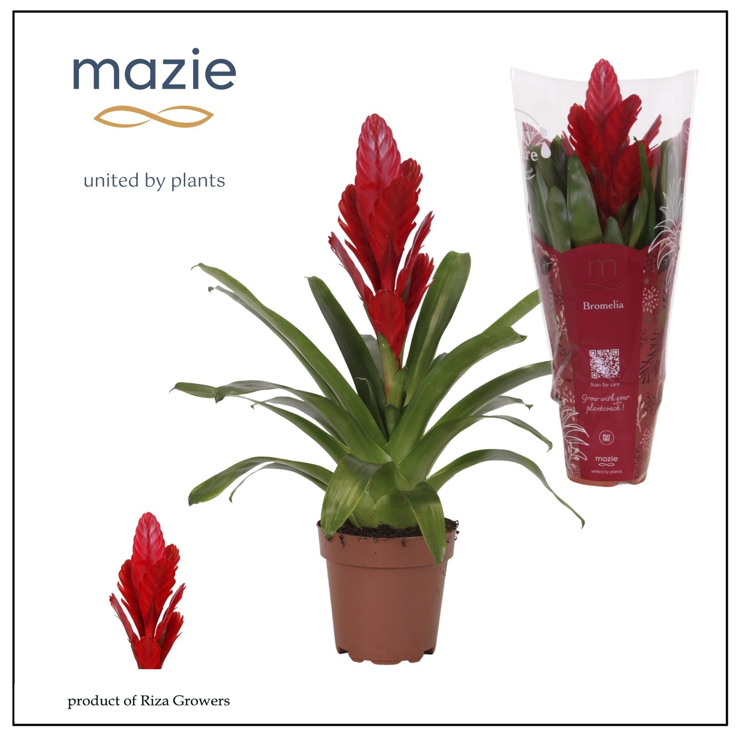 Vriesea Intenso Red 45cm 12cm Pot