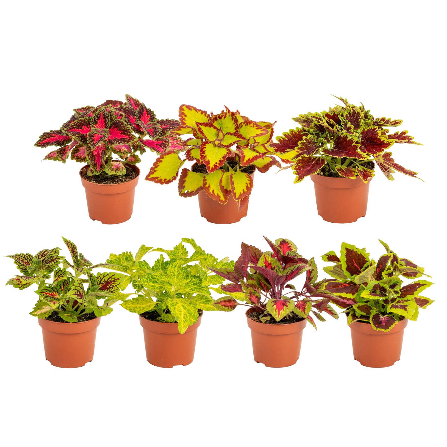 Coleus scutellarioides 35cm 12cm Pot