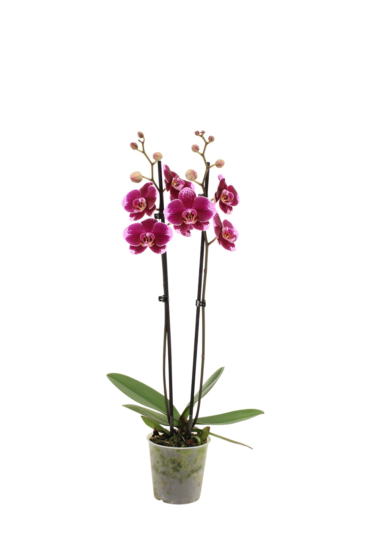 Phalaenopsis purple 60cm 12cm Pot