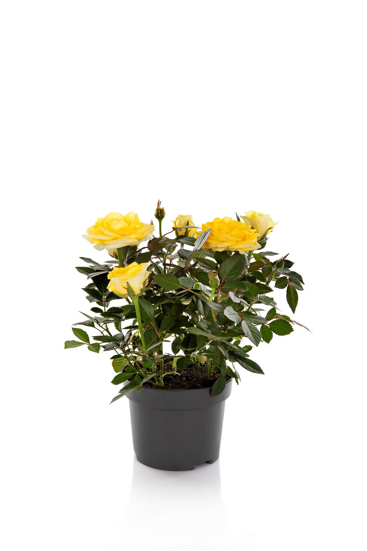 Rosa Kordana Grande Sunstar 25cm 510cm Pot