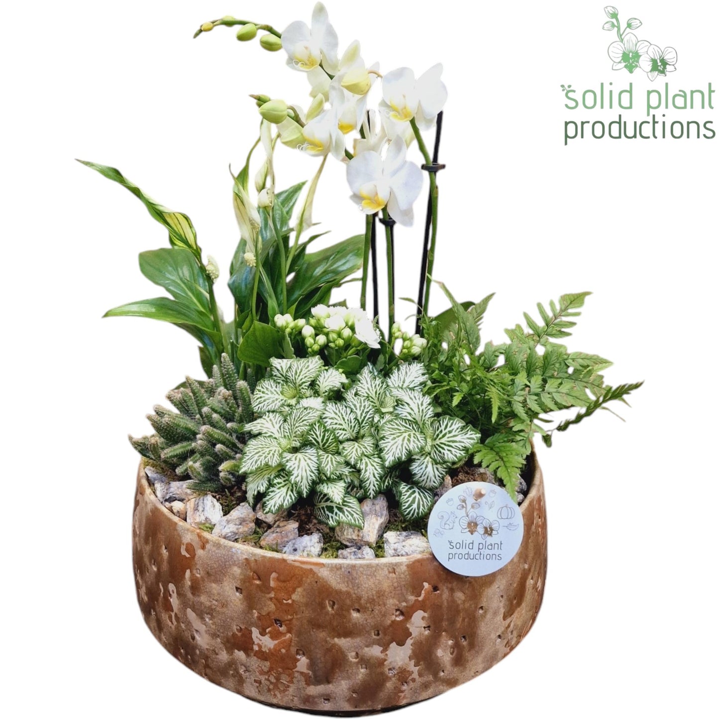 PH100 Sophia Taupe 9cm 2-3Tak 50cm 28cm Pot