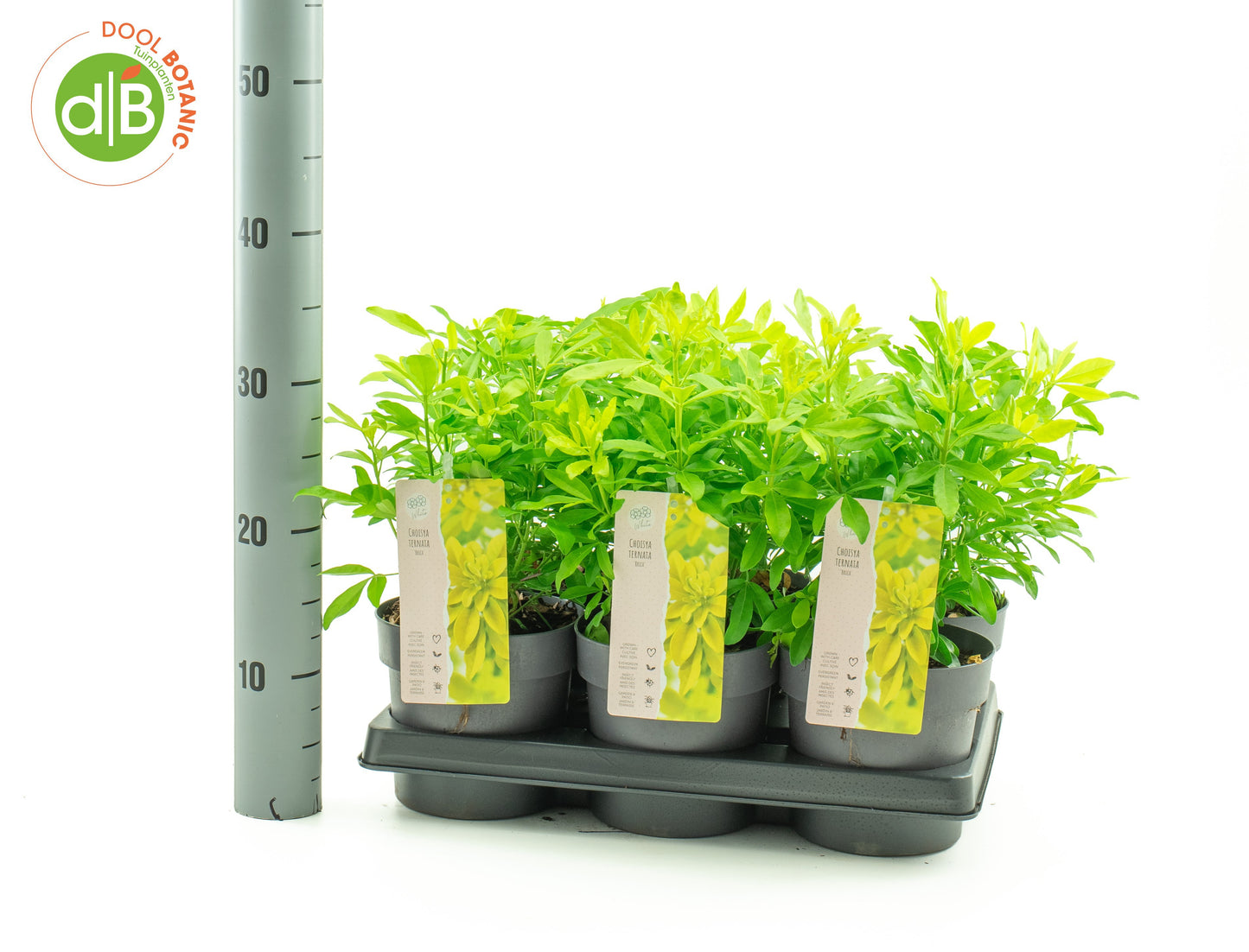 Dool Botanic Choisya Brica Pack of 6