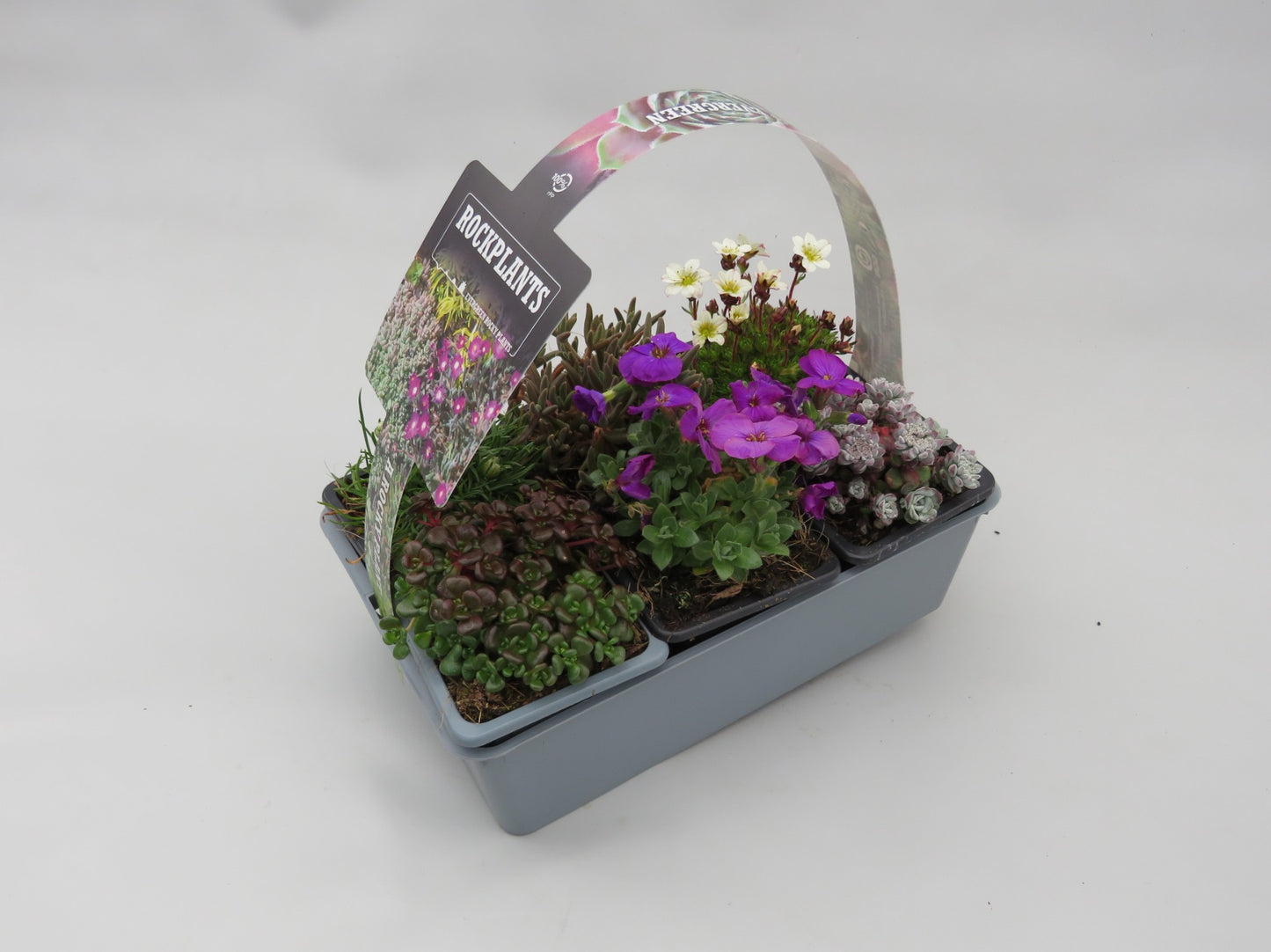 Rockery plants mix 5cm 7cm Pot