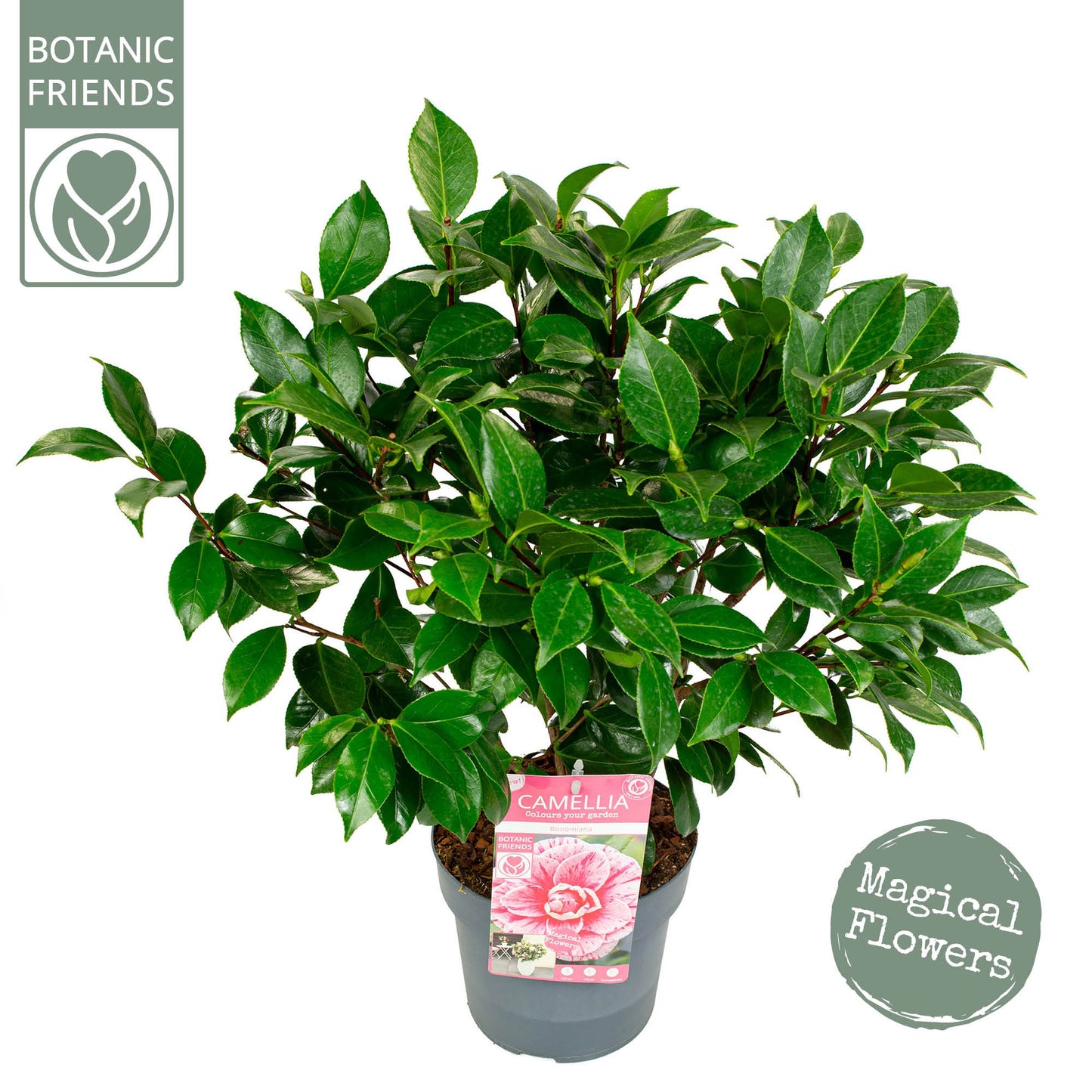 Camellia Bonomiana 80cm 19cm Pot