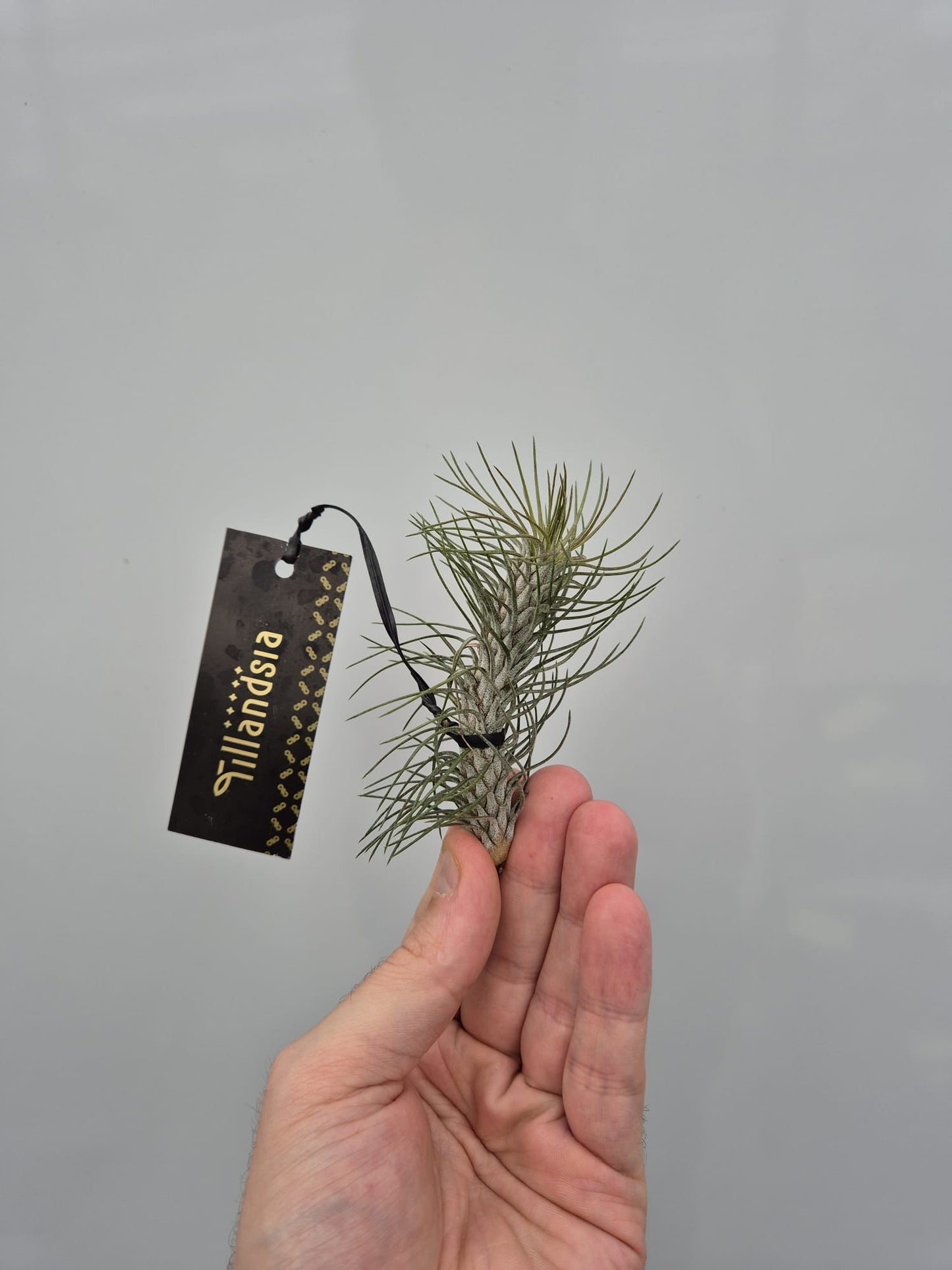 Tillandsia ionantha 10cm 5cm Pot