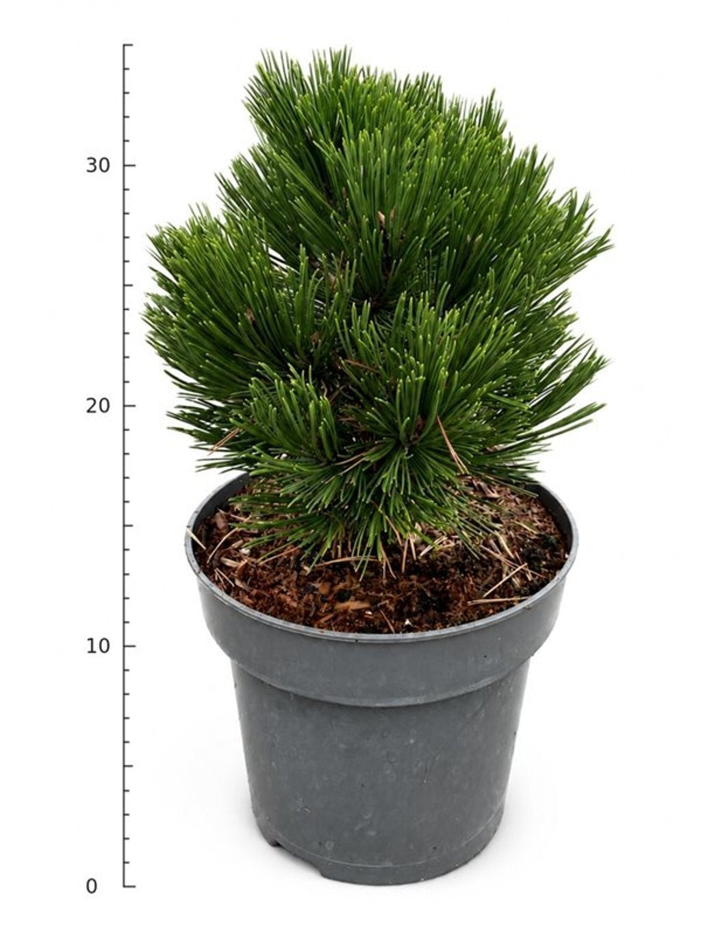 Pinus hybrid 40cm 23cm Pot