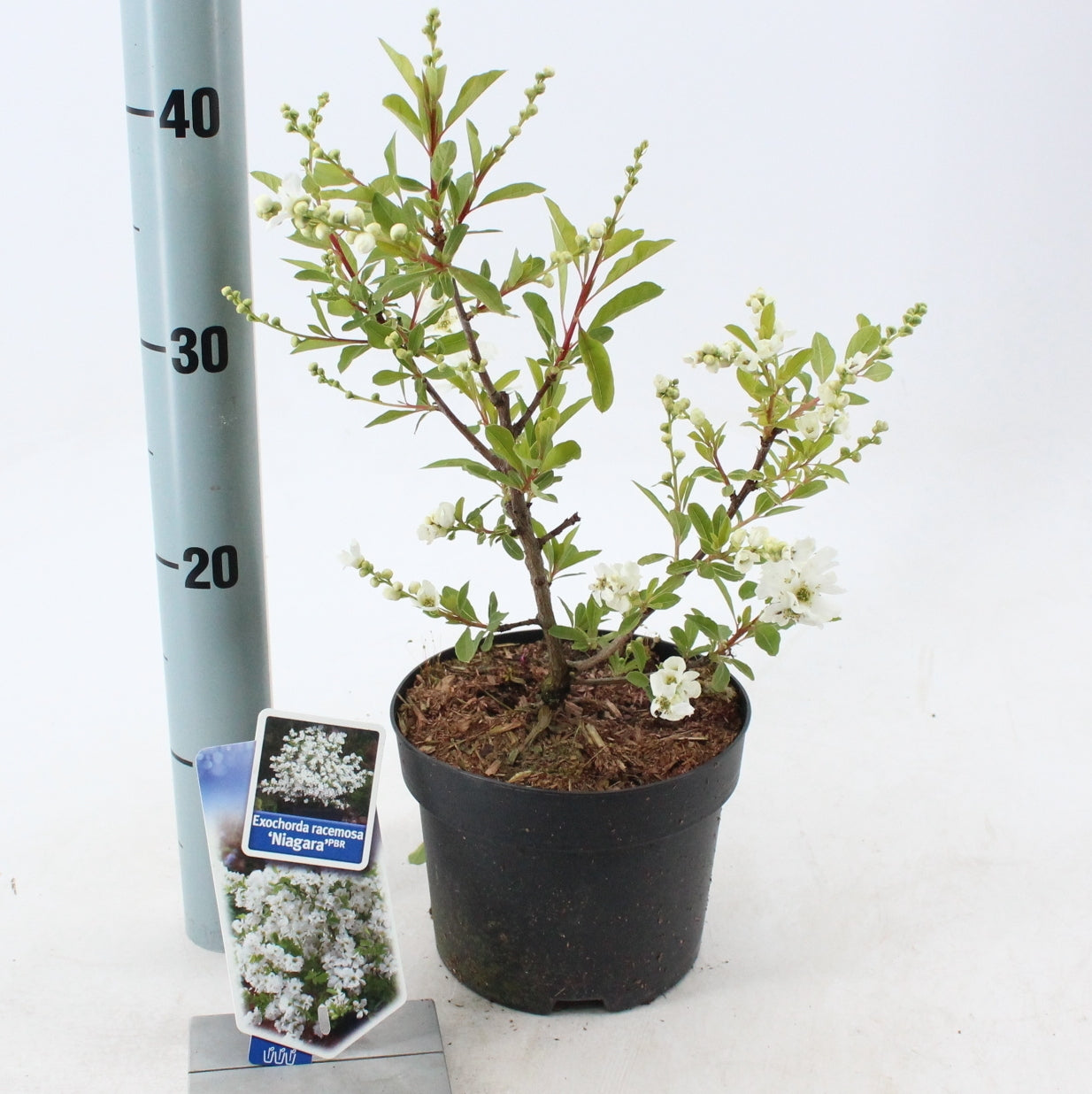 Exochorda rac. Niagara 50cm 17cm Pot