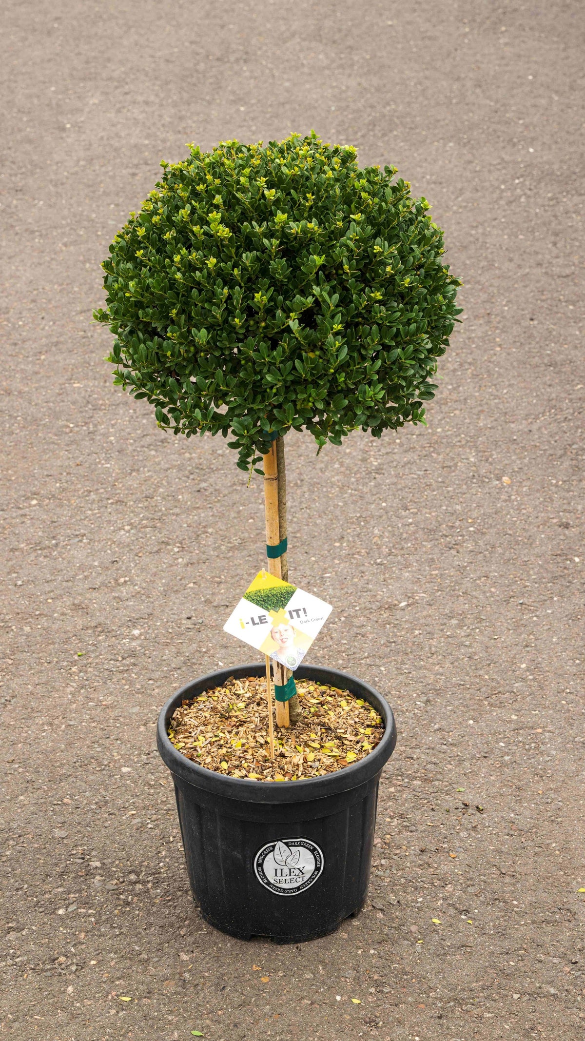 Ilex crenata Dark Green 120cm 36cm Pot