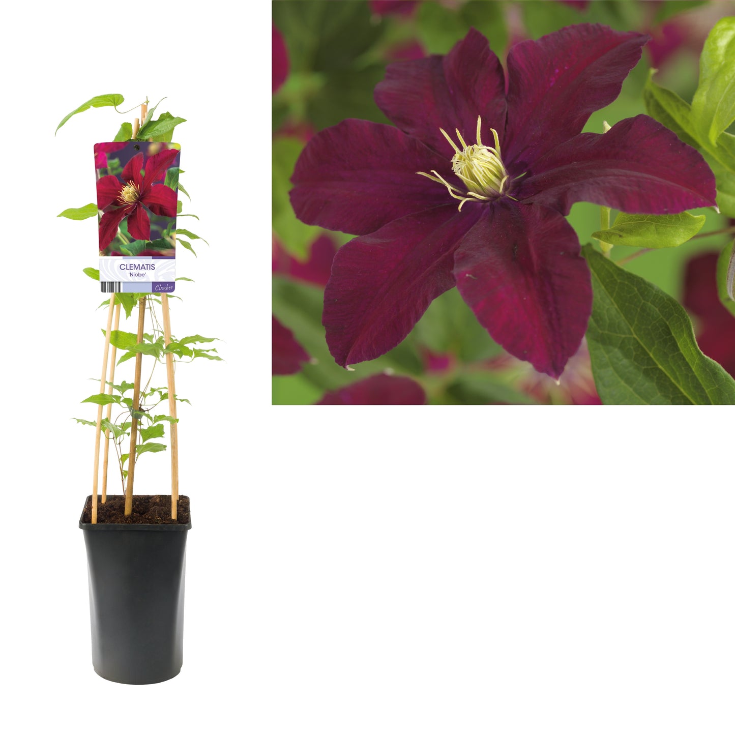 Clematis Niobe 75cm 17cm Pot