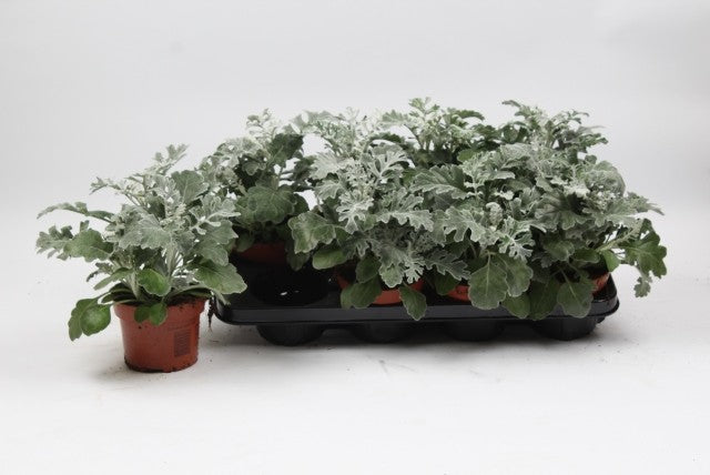 Jacobaea maritima 22cm 13cm Pot