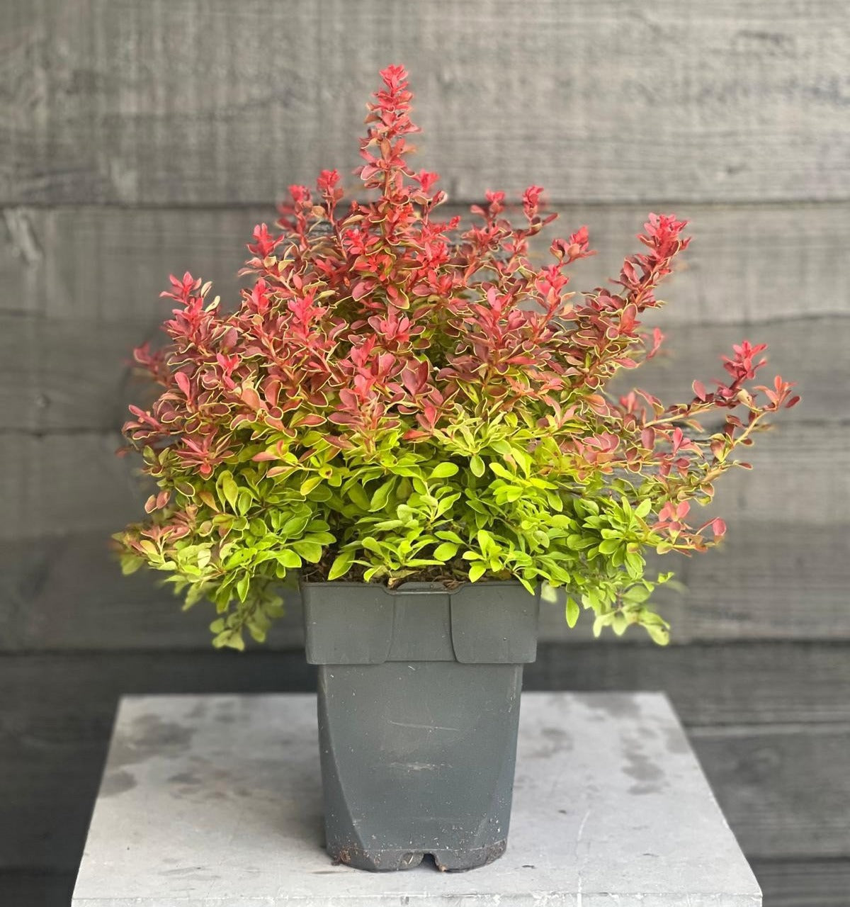 Berberis overig 35cm 17cm Pot