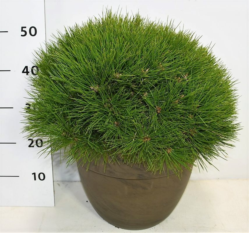 Pinus nigra Pierrick Bregeon 50cm 35cm Pot