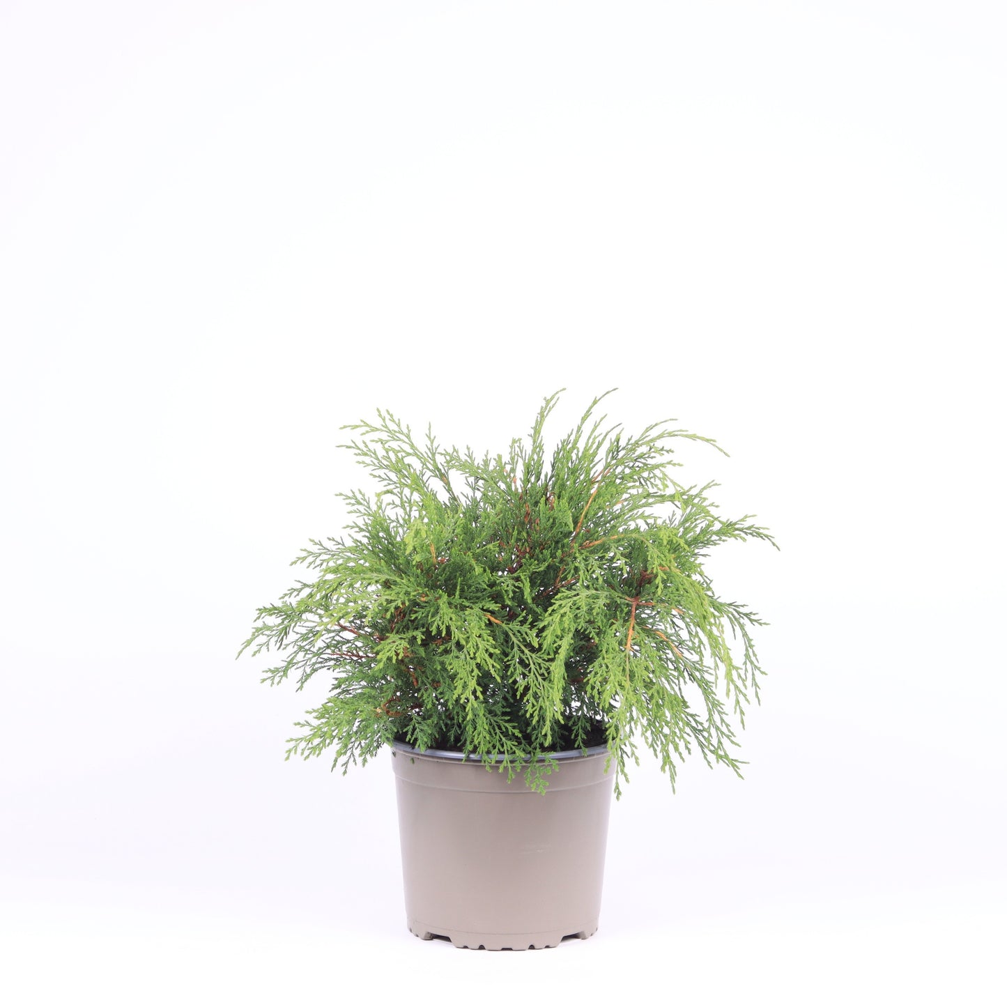 Microbiota decussata 35cm 17cm Pot