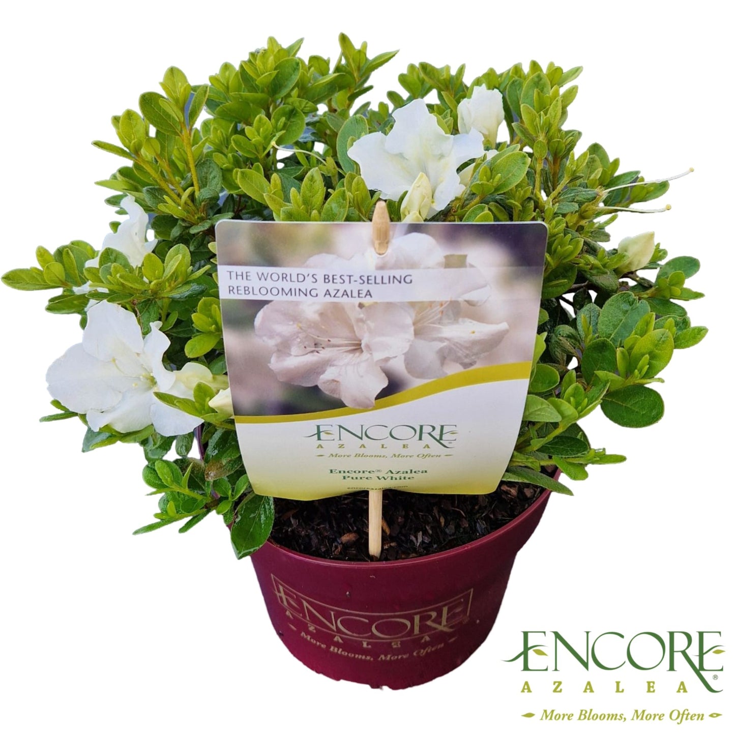 Rhododendron Encore Pure White 40cm 19cm Pot