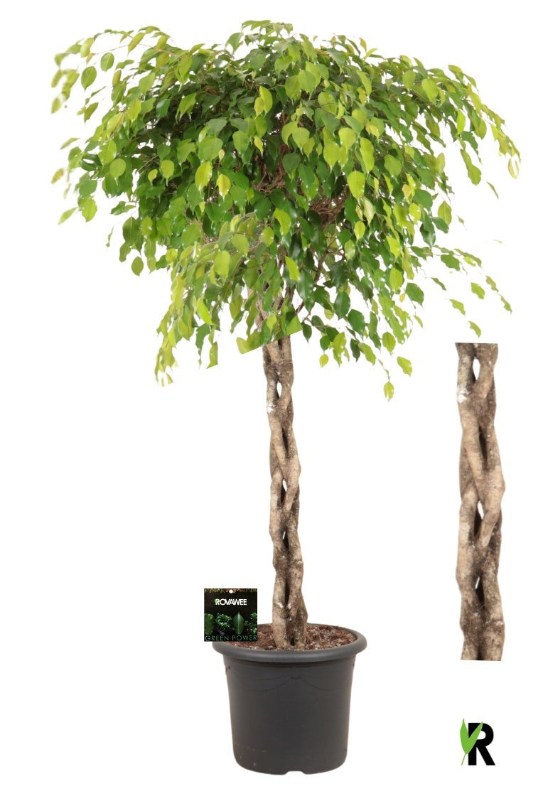 Ficus benj. Exotica 180cm 40cm Pot