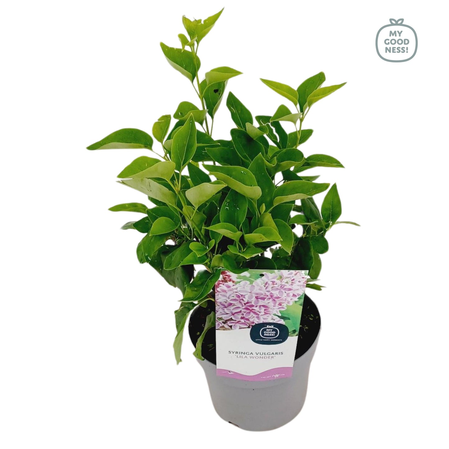 Syringa vulgaris Madame Florent Stepman 45cm 17cm Pot