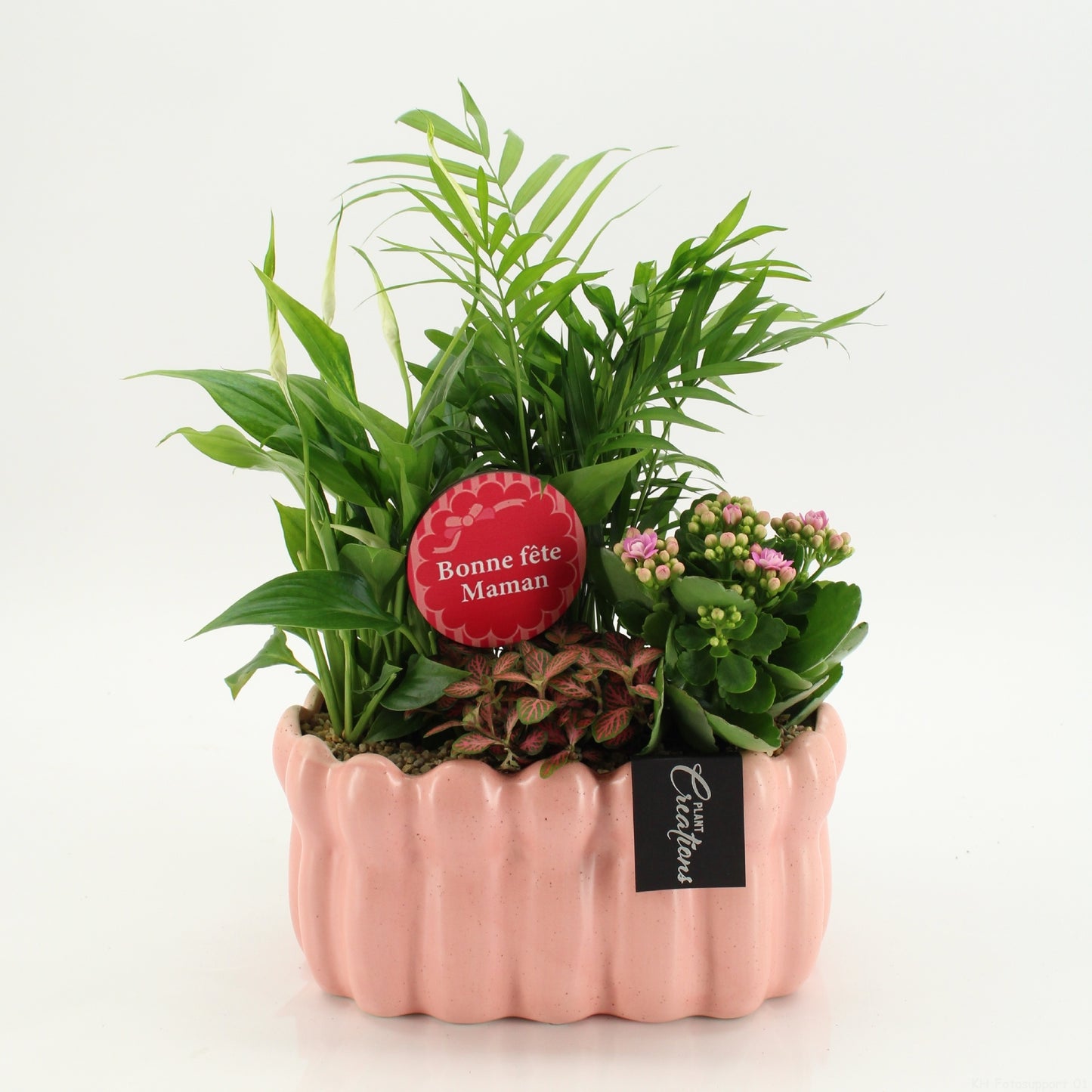 Indoor flowering arrangement 40cm 23cm Pot