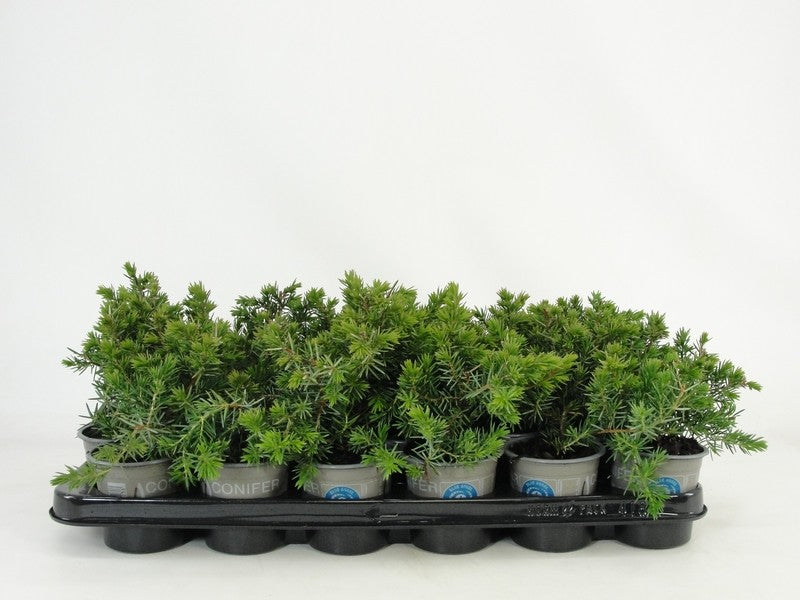 Juniperus conferta Blue Pacific 20cm 9cm Pot