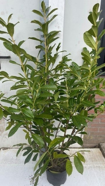 Prunus Novita 180cm 29cm Pot