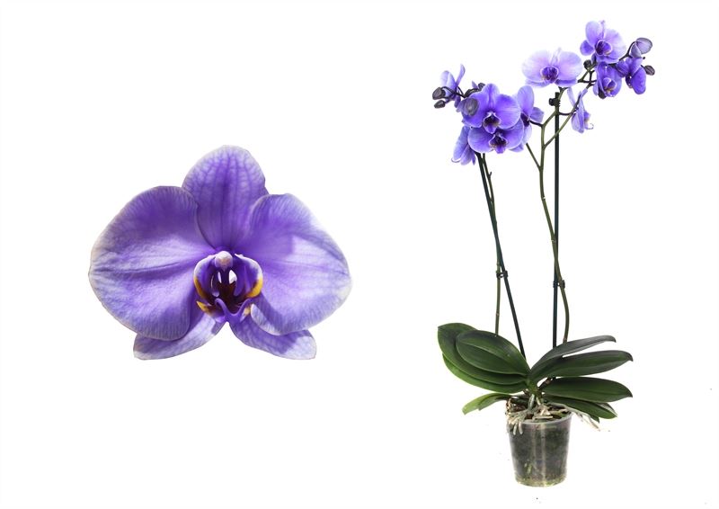 Phalaenopsis Hybrid 70cm 12cm Pot