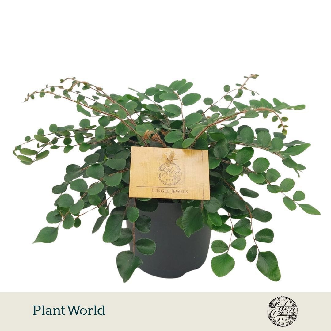 Plantworld Smit Kwekerij Pellaea rotundifolia Pack of 6