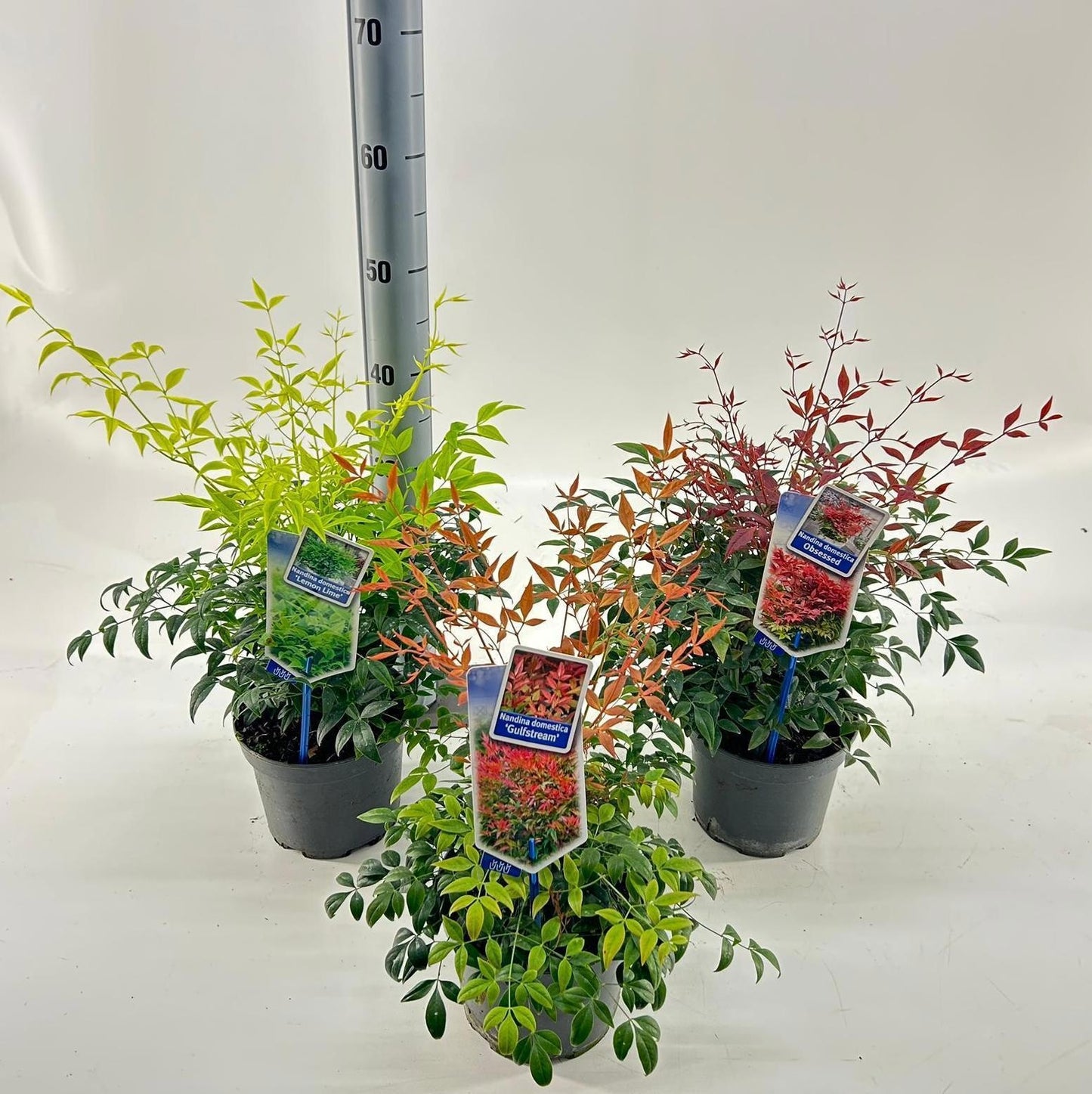 Nandina domestica 40cm 17cm Pot