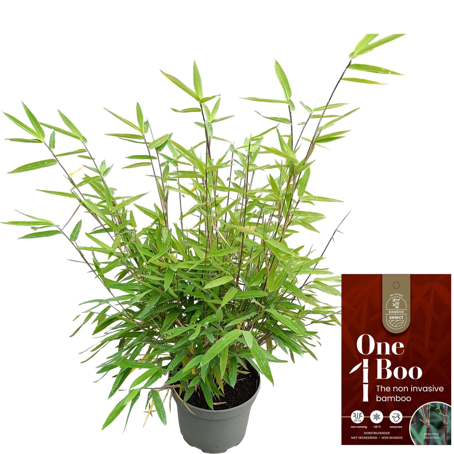 Fargesia Red Dragon 50cm 17cm Pot