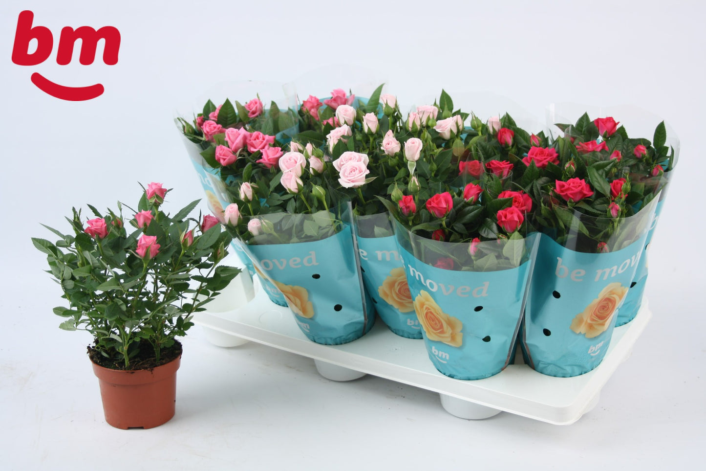 Rosa Beau Monde mix 27cm 10.5cm Pot