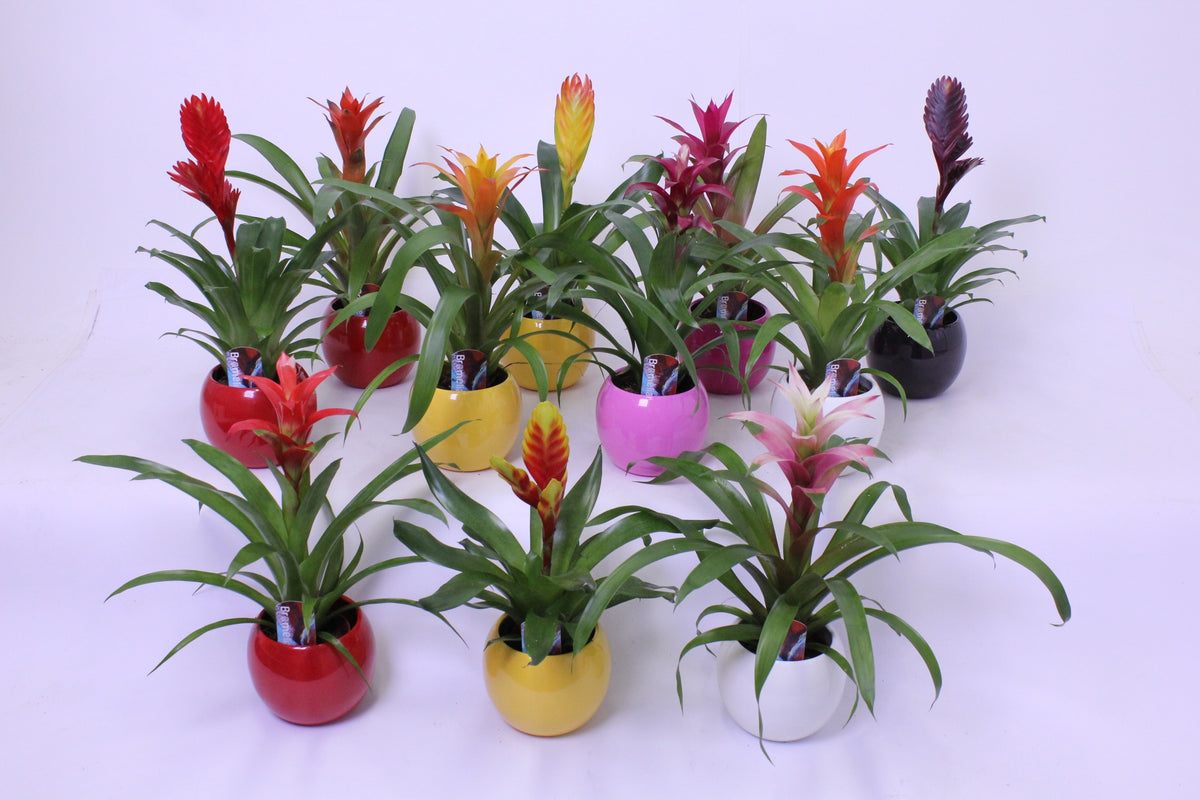 Bromelia mix 45cm 11cm Pot