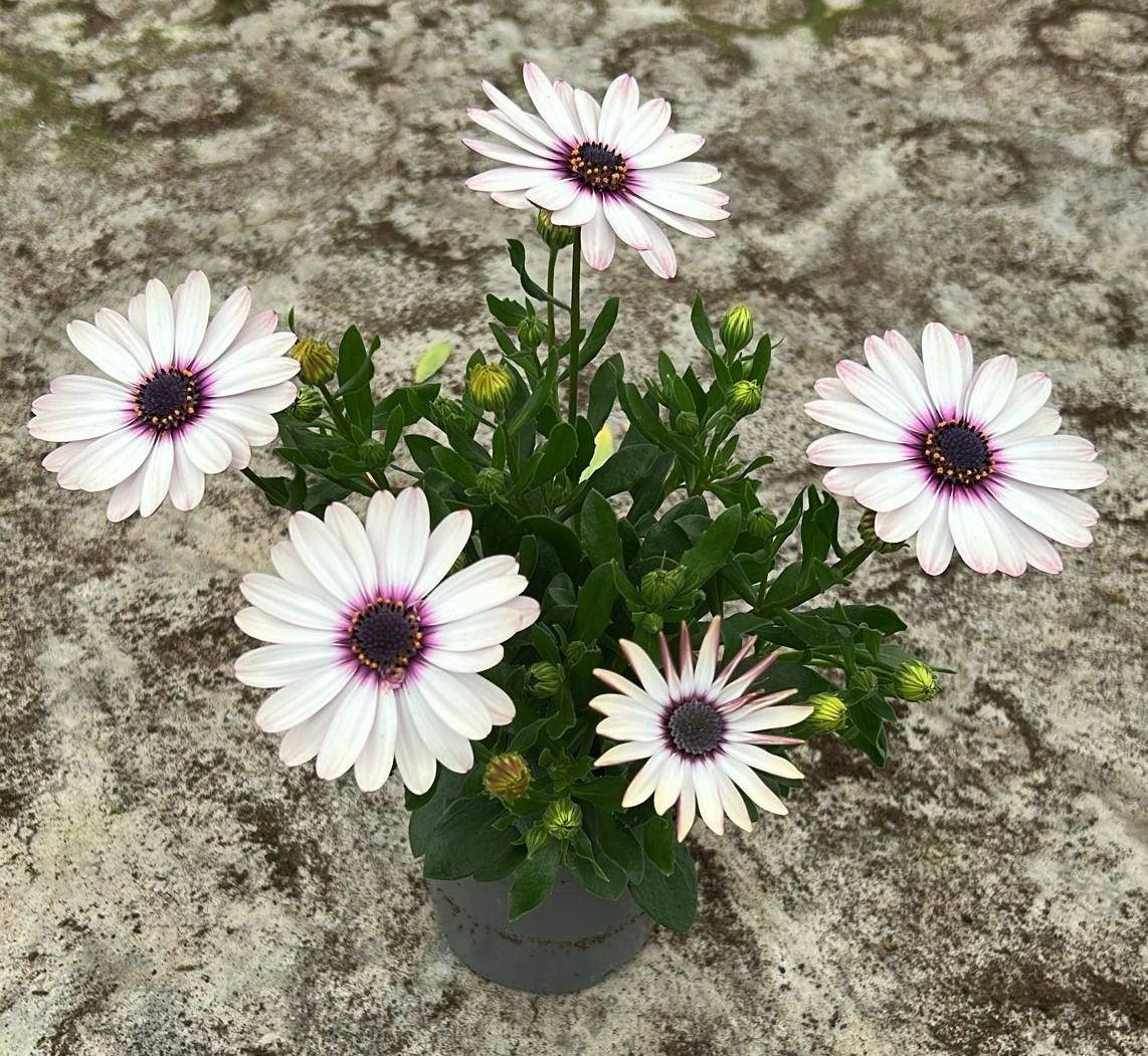 Osteospermum Senorita Quinty 25cm 510cm Pot